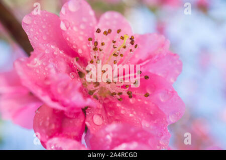 Blühende rosa Pflaume mit droplet Stockfoto