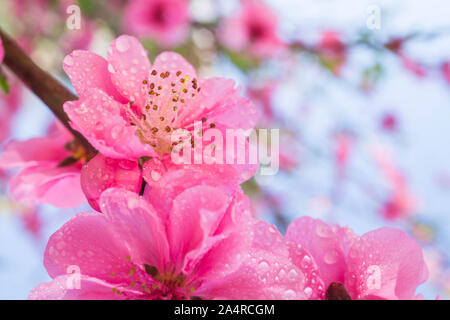 Blühende rosa Pflaume mit droplet Stockfoto