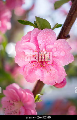 Blühende rosa Pflaume mit droplet Stockfoto