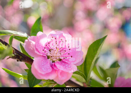 Blühende rosa Pflaume mit droplet Stockfoto