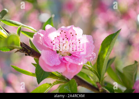 Blühende rosa Pflaume mit droplet Stockfoto