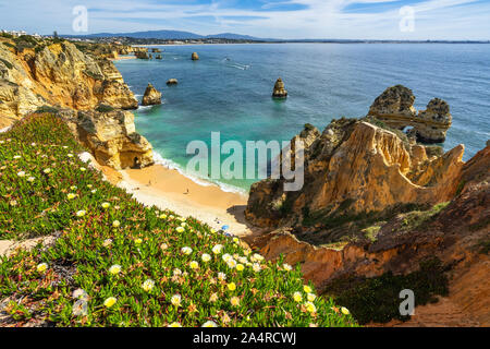 Atemberaubende Naturlandschaft der Region Algarve mit gelben Blüten mit Blick auf den schönen Strand Praia do Camilo, Lagos, Portugal Stockfoto