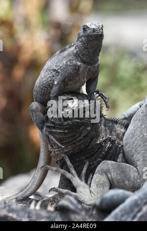 Galapagos lustige Tiere - Marine iguana mit kleineren Marine iguana auf den Kopf. Cute erstaunliche Tierwelt Tiere auf Galapagos, Ecuador. Stockfoto