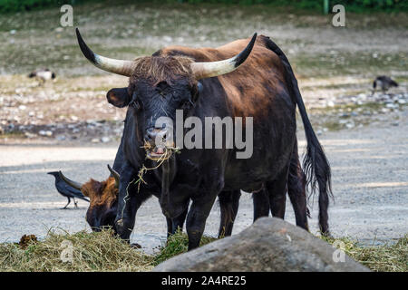 Heckrinder, Bos primigenius Taurus oder auerochsen im Zoo Stockfoto