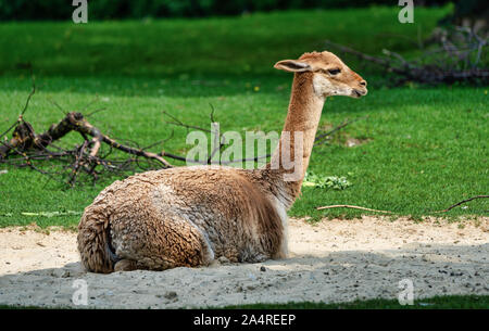 Vicunas, Vicugna Vicugna, Angehörigen der Llama Stockfoto