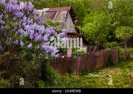 Hohe Fliederbusch in der Nähe von einem Haus im Dorf Stockfoto