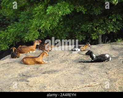 Herde der Lämmer ruht auf einem Stein vor dem hintergrund der grünen Bäumen, Mahabalipuram, Tamil Nadu Stockfoto