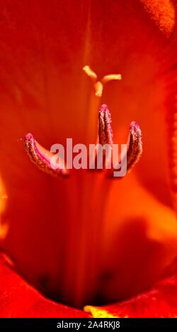 Schmetterling Gladiolen, orange Blume Stockfoto