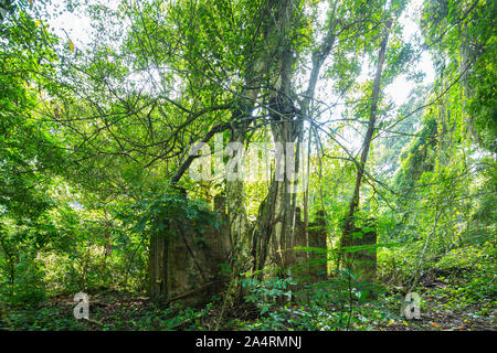 Thomson Naturpark in Singapur. Stockfoto