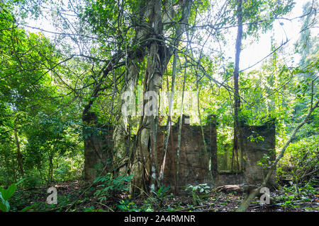 Thomson Naturpark in Singapur. Stockfoto