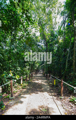 Thomson Naturpark in Singapur. Stockfoto