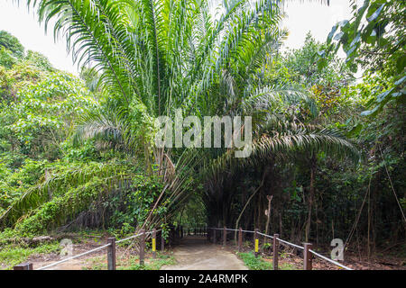 Thomson Naturpark in Singapur. Stockfoto