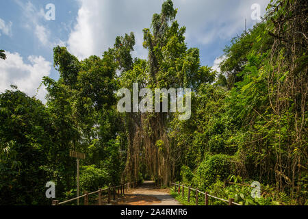 Thomson Naturpark in Singapur. Stockfoto