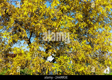 Juglans regia Nussbaum Herbstlaub Laubbaum Stockfoto