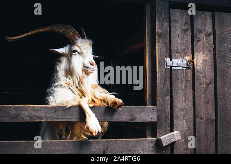 Sehr schöne weiße Ziege mit langen Hörnern und Bart, Leben auf dem Bauernhof auf dem dunklen Hintergrund. Stockfoto