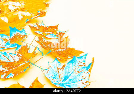 Golden und blau Herbst Ahorn Blätter auf einem hellen Hintergrund. Flach, Ansicht von oben. Stockfoto