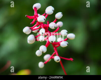 Detailansicht der weißen Beeren und rote Stiele von Actaea pachypoda (weiß baneberry) Stockfoto