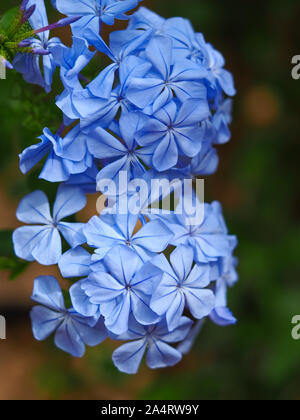 Nahaufnahme der hübschen blauen Blüten von Plumbago auriculata Stockfoto