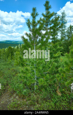 Pinus pumila, Sibirische kiefer, in der Familie Pinaceae ist eine Pflanzenart aus der Gattung der Kiefern, der Auftritt in Sibirien, Mongolischen Altai, Stockfoto