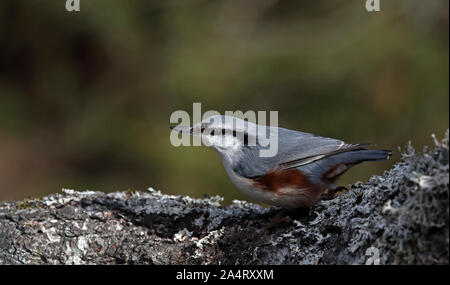 Nuthatch, eurasischer Nuthatch, Sitta europaea, posiert auf Baum Stockfoto