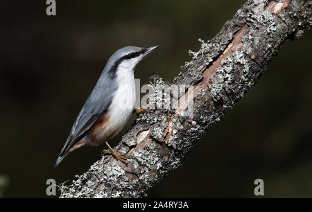 Nuthatch, eurasischer Nuthatch, Sitta europaea Stockfoto