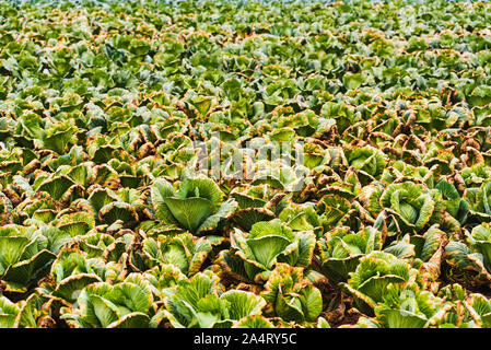 Grüne Köpfe Köpfe im Einklang wachsen auf dem Feld. Stockfoto