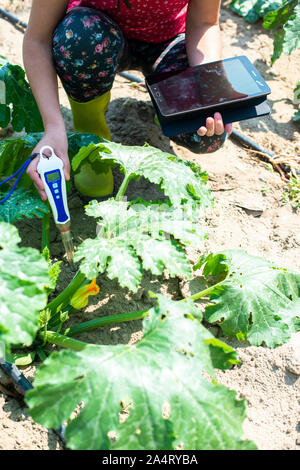 Bauer messen Boden in Zucchini Plantage. Boden messen Gerät und Tablet. Neue Technologien in der Landwirtschaft. Stockfoto