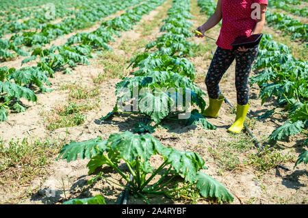 Bauer messen Boden in Zucchini Plantage. Boden messen Gerät und Tablet. Neue Technologien in der Landwirtschaft. Stockfoto