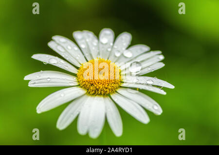 Transparente Regentropfen auf die Blütenblätter einer daisy flower Close-up in der Sonne. Copyspace Stockfoto
