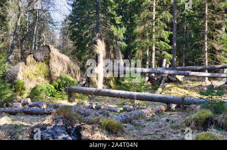 Entwurzelte Bäume im Wald, Bjorno Naturreservat (Bjorno Naturreservat), Stockholmer Archipel, Schweden Stockfoto