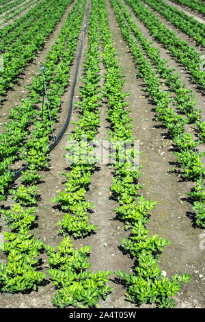 Wachsende Sellerie auf der Plantage. Sellerie Pflanzen in Zeilen. Big celary Farm. Stockfoto