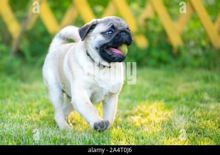 Gerne fett Pug spielen mit Ball im Garten Stockfoto