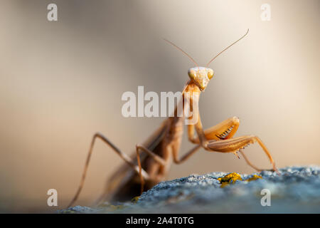 Makro Portrait von Europäische Gottesanbeterin (Mantis Religiosa) Stockfoto