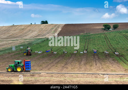 Ernte Tomaten auf dem Feld. Von der Langstrecke gedreht. Hohes Ansehen. Leute Tomaten manuell auswählen. Viele Kisten. Stockfoto