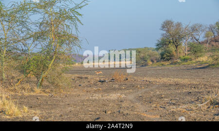 Trockene Überschwemmungsgebiete des Limpopo Fluss im nördlichen Kruger Nationalpark in Südafrika Bild im Querformat mit Kopie Raum Stockfoto