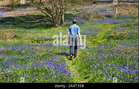 Mann, der auf dem Weg durch Blenbells im Frühling Sonnenschein in der Nähe von Malvern, Worcestershire, England, spazieren ging Stockfoto