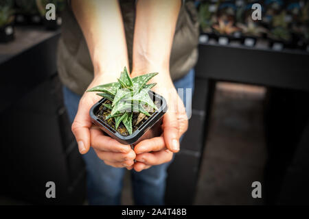 Frau mit kleinen dekorativen Aloe Vera Pflanze in einem Topf Stockfoto