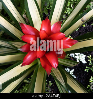 Leuchtend rot blühenden Bromelien extreme Nahaufnahme Stockfoto