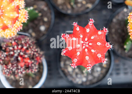 Rubinkugel cactus Ansicht von oben mit der flachen Fokus Stockfoto