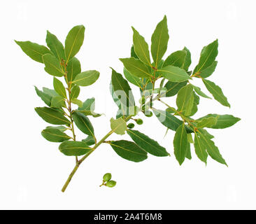 Zweige, Blumen, Früchte und Lorbeerblätter. Weißer Hintergrund. Stockfoto