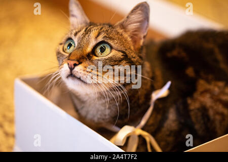 Süße Katze mit Goldband im Kragen ruht in einem weißen Kasten Stockfoto