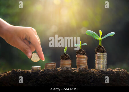 Geld Wachstum spart Geld. Oberen baum Münzen gezeigt Konzept für wachsende Unternehmen Stockfoto