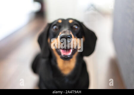 Dackel große glückliche Lächeln Stockfoto