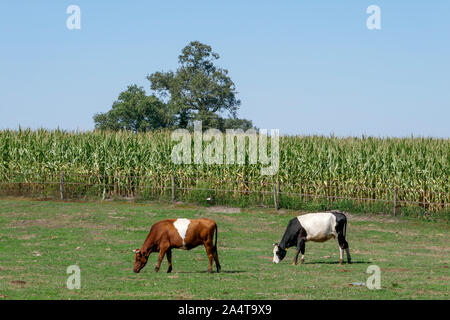 Lakenvelder Kühe an der Wiese und maze Feld in Holland Stockfoto