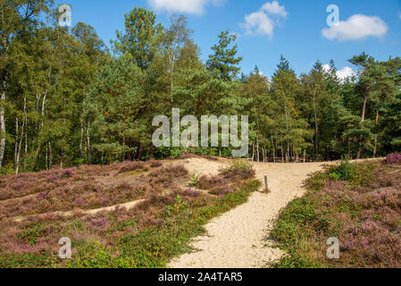 Rosa gefärbte Heather im Brabantse Wal in Bergen op Zoom, Niederlande Stockfoto