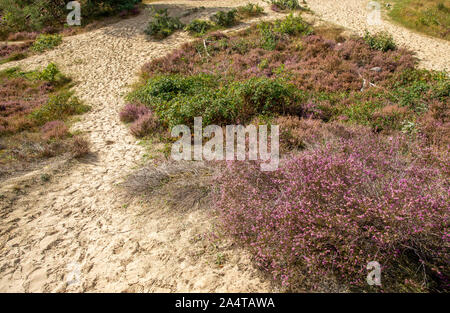 Rosa gefärbte Heather im Brabantse Wal in Bergen op Zoom, Niederlande Stockfoto