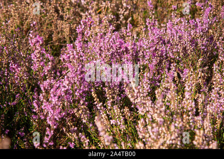 Rosa gefärbte Heather im Brabantse Wal in Bergen op Zoom, Niederlande Stockfoto