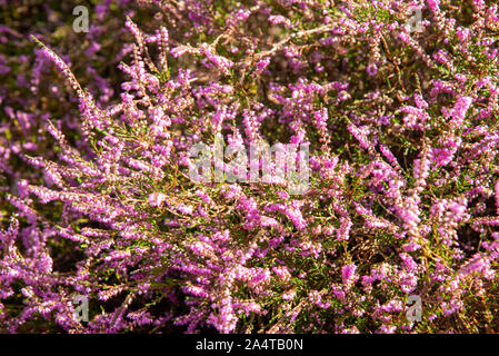 Rosa gefärbte Heather im Brabantse Wal in Bergen op Zoom, Niederlande Stockfoto