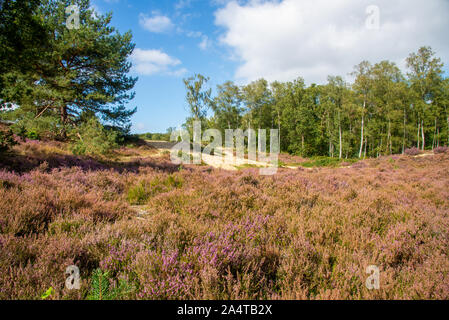 Rosa gefärbte Heather im Brabantse Wal in Bergen op Zoom, Niederlande Stockfoto