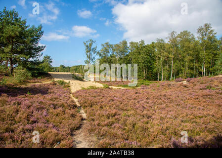 Rosa gefärbte Heather im Brabantse Wal in Bergen op Zoom, Niederlande Stockfoto